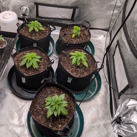 Stinking Rose growlog timeline photo