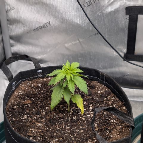 Stinking Rose growlog timeline photo
