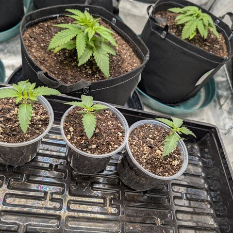 Cherry Kush × OZK × Zkittles growlog timeline photo