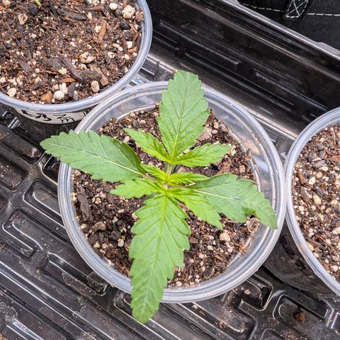 Cherry Kush × OZK × Zkittles growlog timeline photo