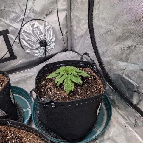 Stinking Rose growlog timeline photo