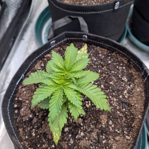 Stinking Rose growlog timeline photo