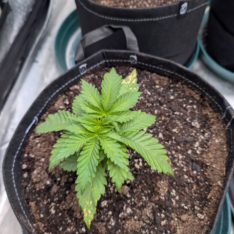 Stinking Rose growlog timeline photo