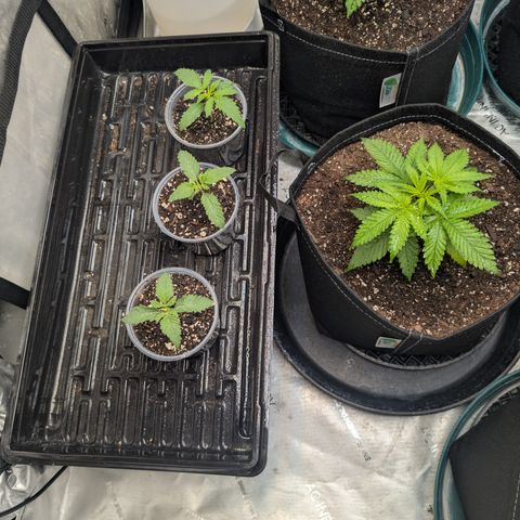 Cherry Kush × OZK × Zkittles growlog timeline photo