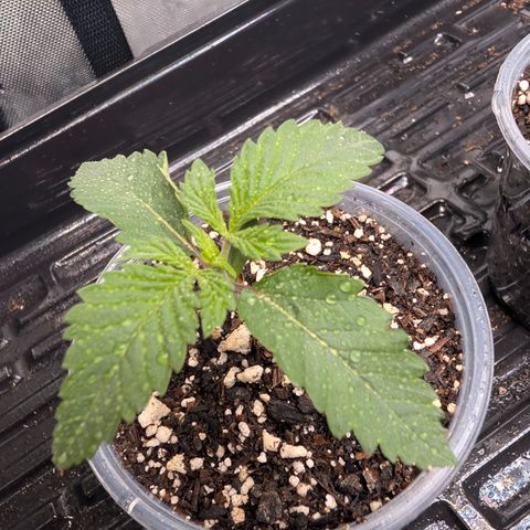 Cherry Kush × OZK × Zkittles growlog timeline photo