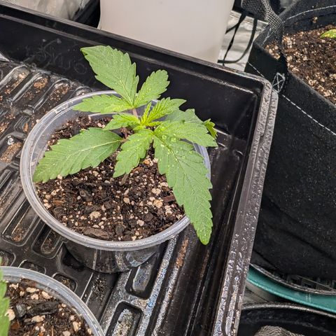Cherry Kush × OZK × Zkittles growlog timeline photo