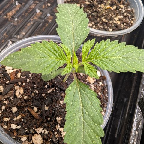 Cherry Kush × OZK × Zkittles growlog timeline photo
