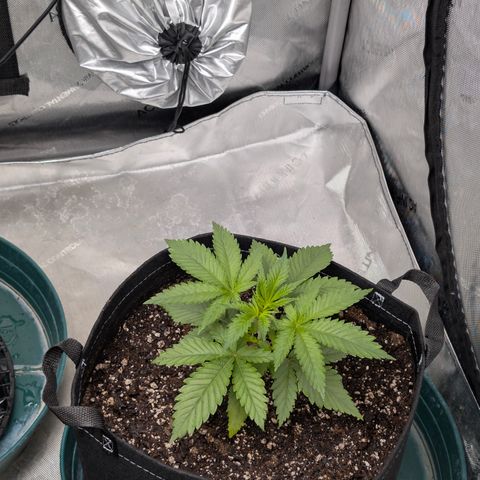 Stinking Rose growlog timeline photo