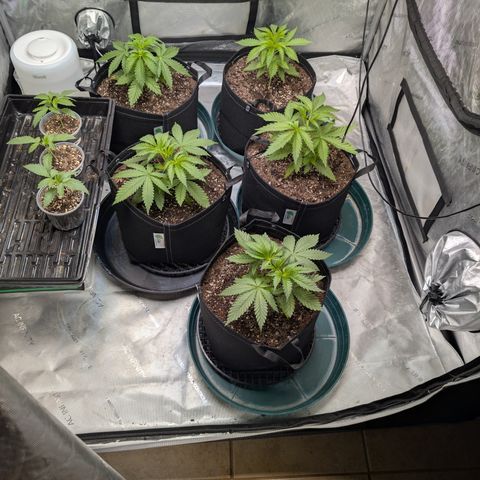 Stinking Rose growlog timeline photo