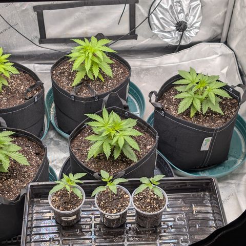 Stinking Rose growlog timeline photo