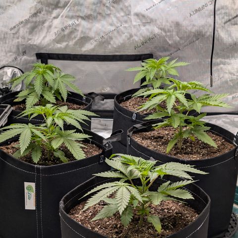 Stinking Rose growlog timeline photo