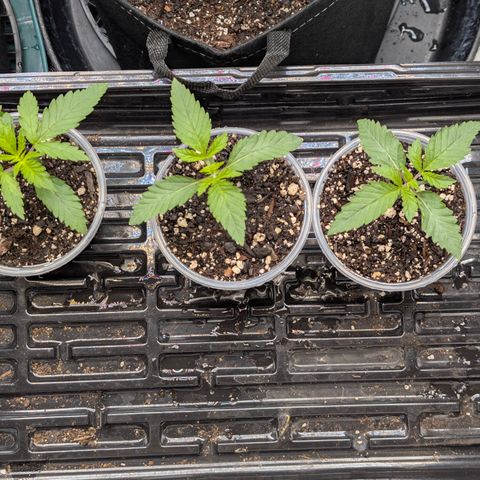 Cherry Kush × OZK × Zkittles growlog timeline photo