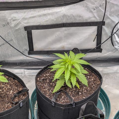 Stinking Rose growlog timeline photo