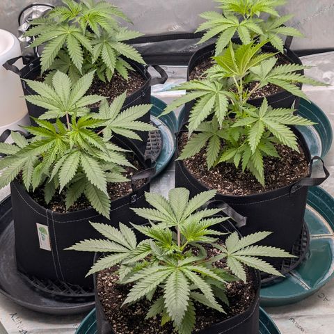 Stinking Rose growlog timeline photo