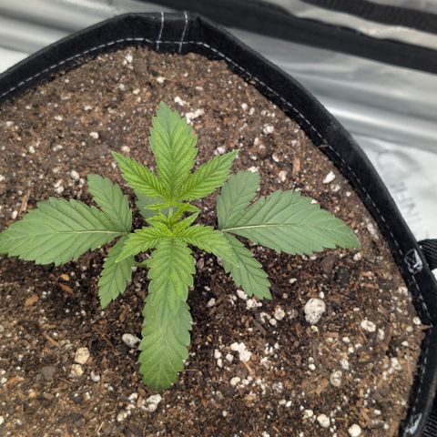 Cherry Kush × OZK × Zkittles growlog timeline photo
