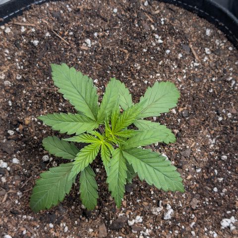Cherry Kush × OZK × Zkittles growlog timeline photo