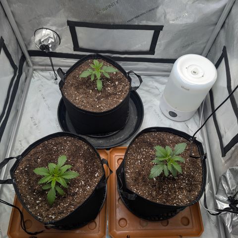 Cherry Kush × OZK × Zkittles growlog timeline photo