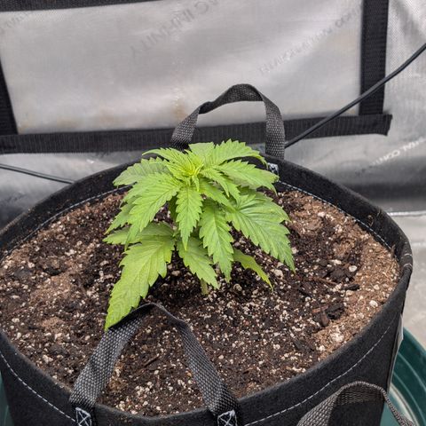 Stinking Rose growlog timeline photo
