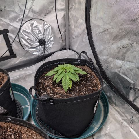 Stinking Rose growlog timeline photo