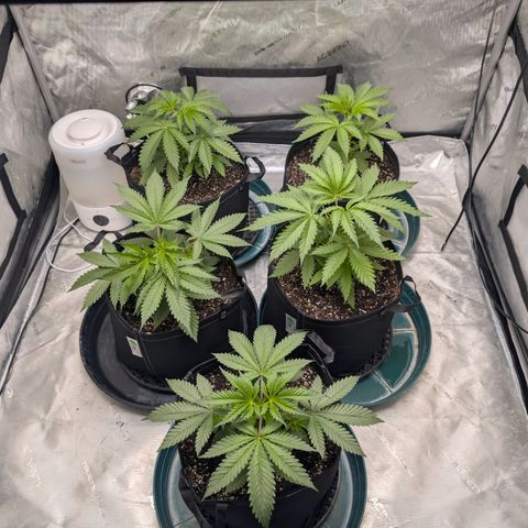 Stinking Rose growlog timeline photo