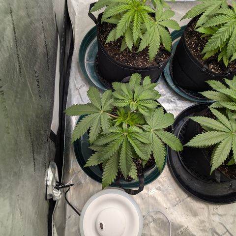 Stinking Rose growlog timeline photo
