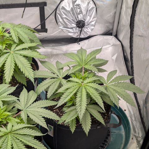 Stinking Rose growlog timeline photo