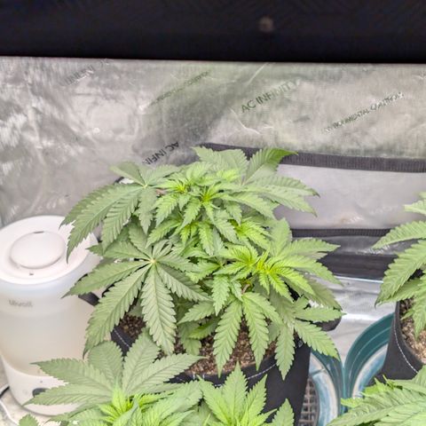 Stinking Rose growlog timeline photo