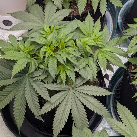 Stinking Rose growlog timeline photo