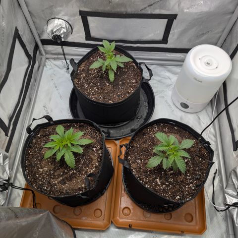 Cherry Kush × OZK × Zkittles growlog timeline photo