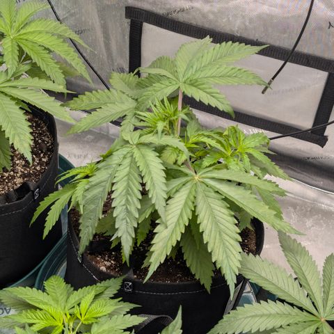 Stinking Rose growlog timeline photo