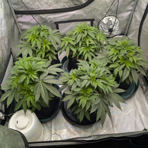 Stinking Rose growlog timeline photo