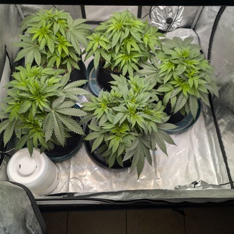 Stinking Rose growlog timeline photo