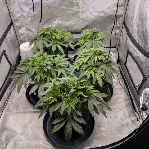 Stinking Rose growlog timeline photo