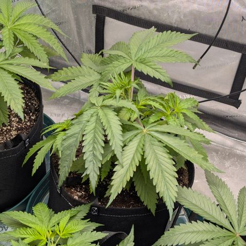 Stinking Rose growlog timeline photo