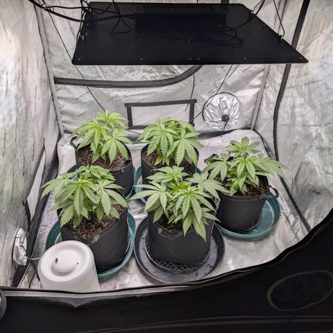 Stinking Rose growlog timeline photo