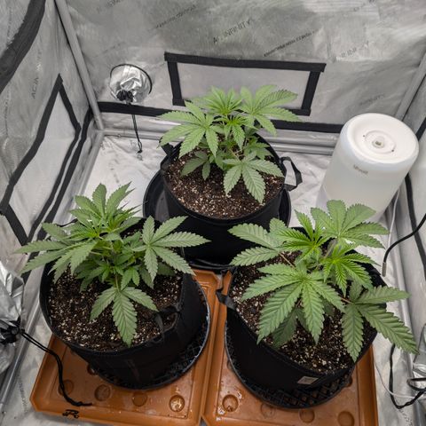 Cherry Kush × OZK × Zkittles growlog timeline photo