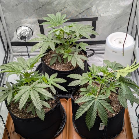 Cherry Kush × OZK × Zkittles growlog timeline photo