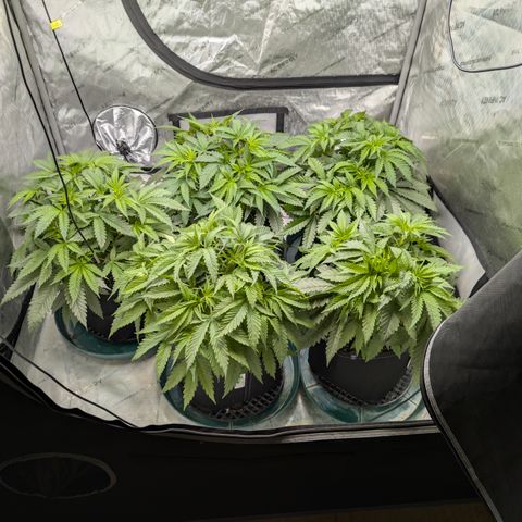 Stinking Rose growlog timeline photo
