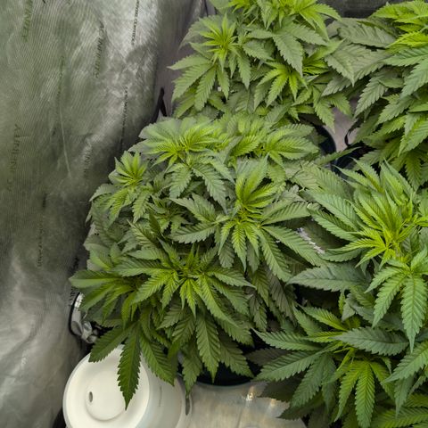 Stinking Rose growlog timeline photo