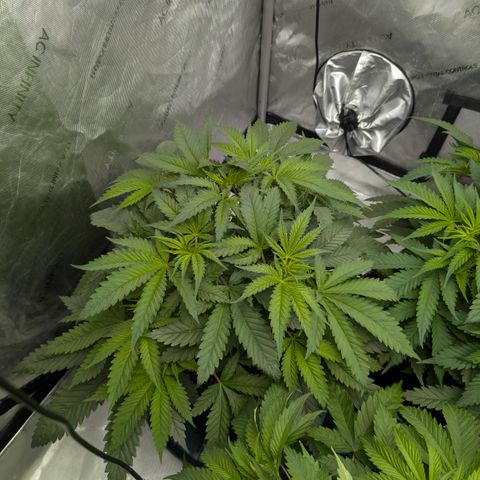Stinking Rose growlog timeline photo