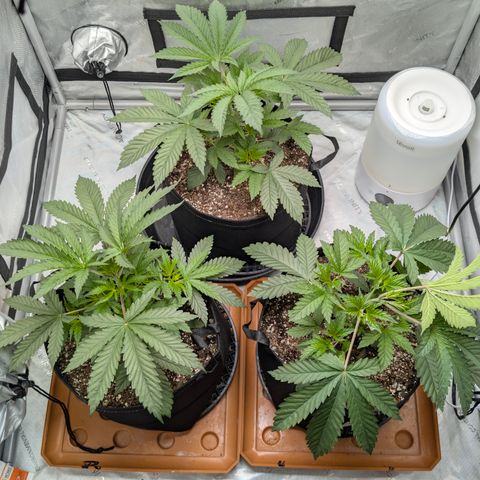 Cherry Kush × OZK × Zkittles growlog timeline photo
