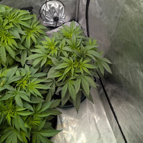 Stinking Rose growlog timeline photo
