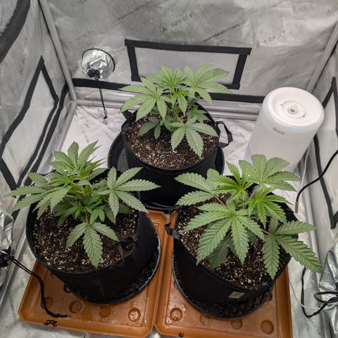Cherry Kush × OZK × Zkittles growlog timeline photo