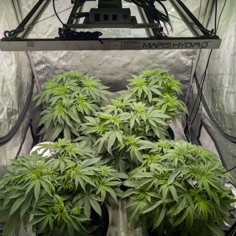 Stinking Rose growlog timeline photo