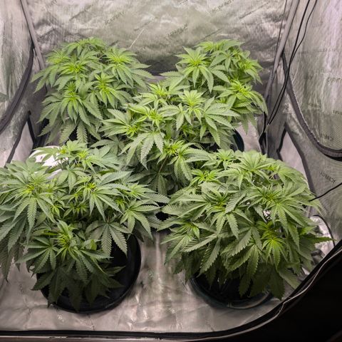 Stinking Rose growlog timeline photo