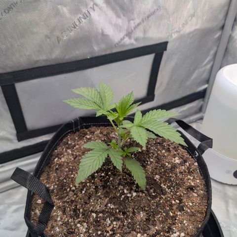 Cherry Kush × OZK × Zkittles growlog timeline photo