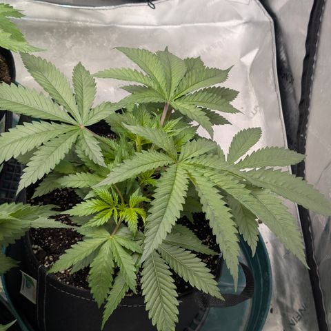Stinking Rose growlog timeline photo