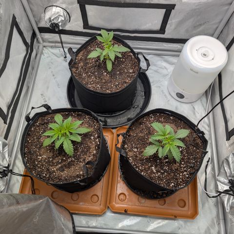 Cherry Kush × OZK × Zkittles growlog timeline photo