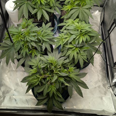 Stinking Rose growlog timeline photo