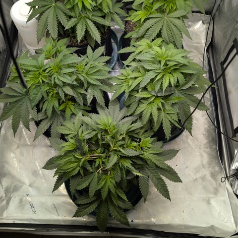 Stinking Rose growlog timeline photo